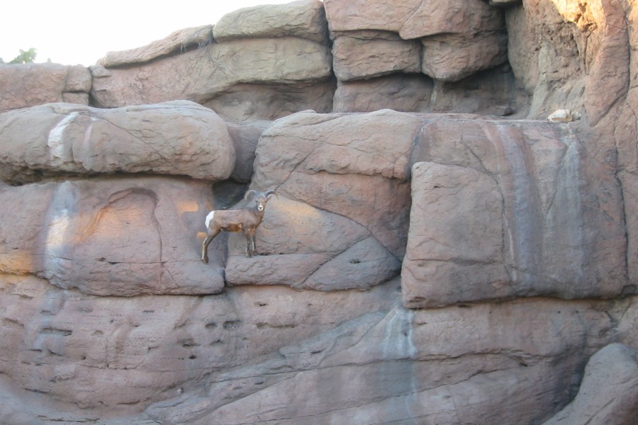 ../image/bighorn sheep 3.jpg